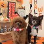 Mr Fufu Grooming Lounge