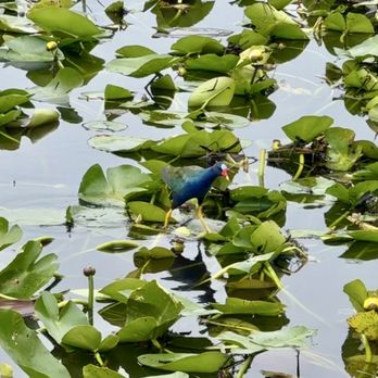 Everglades Airboat Expeditions - Boat Tours Near Me Everglades Airboat Expeditions - Boat Tours Near Me