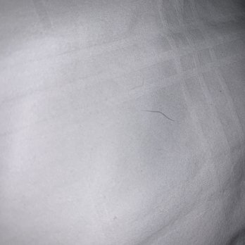Graduate by Hilton Berkeley - Hairs on pillows - Hotels Near Me - Berkeley, California Graduate by Hilton Berkeley - Hairs on pillows - Hotels Near Me - Berkeley, California
