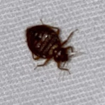 Arlo Chicago - BED BUGS! BEWARE! - Hotels Near Me - Chicago, Illinois