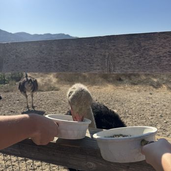 Ostrichland USA - Attraction Farms Near Me - Solvang, California Ostrichland USA - Attraction Farms Near Me - Solvang, California