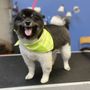 Photo of Tails 'R' Waggin Pet salon