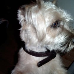 Cardiff Dogs Home - Tedi the re-homed Dog