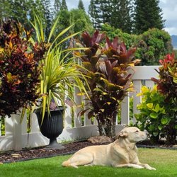C2 Hawaii - He finally got his own yard