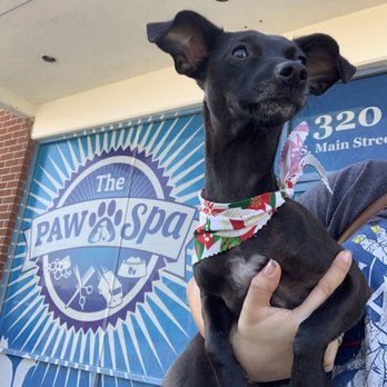 The Paw Spa - Pet Groomers Near Me - Corona, California The Paw Spa - Pet Groomers Near Me - Corona, California