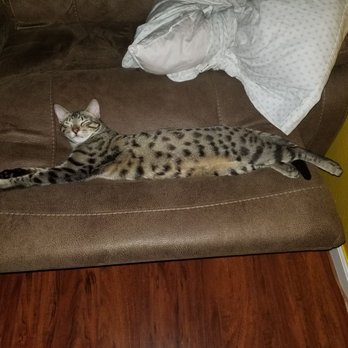 Rare Breed Exotics - Uncle Rico Suave - Pet Breeders Near Me