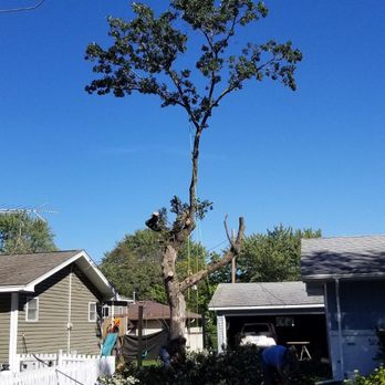 Pierce Tree Cutting Service - Tree Services Near Me Pierce Tree Cutting Service - Tree Services Near Me