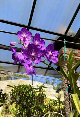 Vallarta Botanical Gardens AC by null