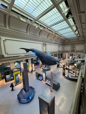 Smithsonian National Museum of Natural History by null