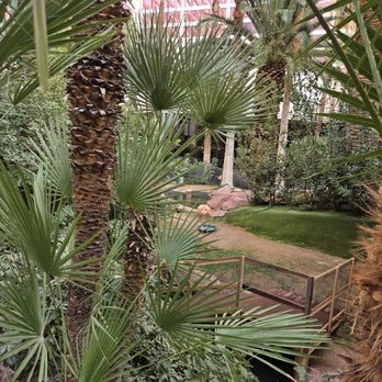 Flamingo Las Vegas - Hidden in the trees - Hotels Near Me - Las Vegas, Nevada Flamingo Las Vegas - Hidden in the trees - Hotels Near Me - Las Vegas, Nevada