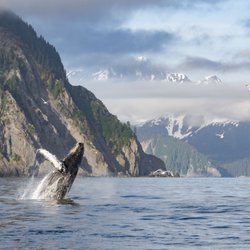Oz Lodge - Whale watching, wild life viewing, Kenai Fjords Tours and so much more!