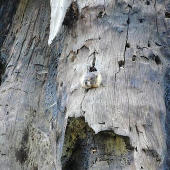 Giant Forest Museum - Museums Near Me - Three Rivers, California