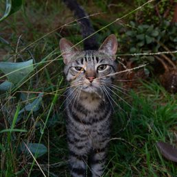 Not the Cat Mitzvah himself, but a perfect capture of this one's personality.