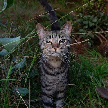 Daniller Photography - Not the Cat Mitzvah himself, but a perfect capture of this one's personality. - Event Photography Near Me