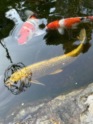 Grand Prince Hotel Takanawa by null