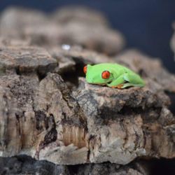 Green's Pet Center