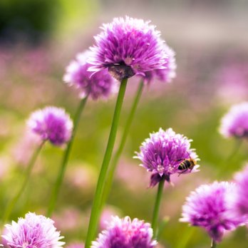 Radisson Blu - Kräutergarten - Hotels Near Me - St. Gallen, SG