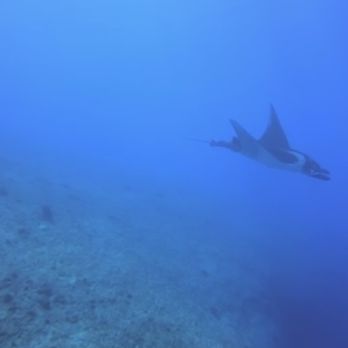 Island Divers - Scuba Diving Near Me - Honolulu, Hawaii