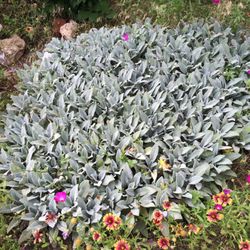 Herb'n Health - Sage