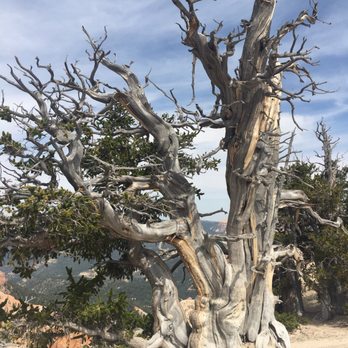 Cedar Breaks National Monument - Reminds me of Tim Burton - Landmarks & Historical Buildings Near Me - Brian Head, Utah