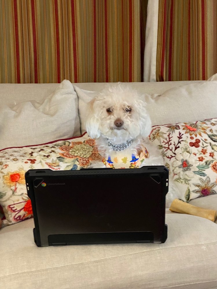 Glitz n Glam Pet Spa Image