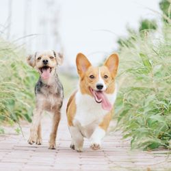 Pure In Home Pet Sitting