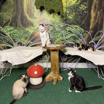 Cats & Crystals - all the kitties :) - Pet Adoption Near Me - Oceanside, California