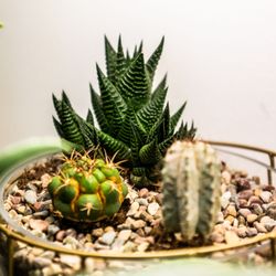 Talise Garden - Talise Garden carries a large selection of custom house made plant arrangements.