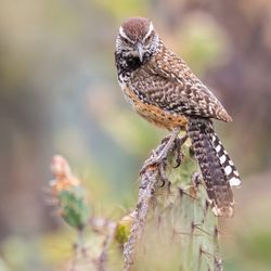 Irvine Regional Park - Cactus Wren on cactus plant| IG @moniquedao