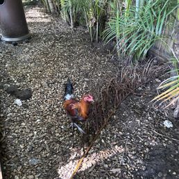 Wild chickens Wild chickens