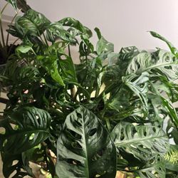 Evergreen Gene's - Monstera Adansonii