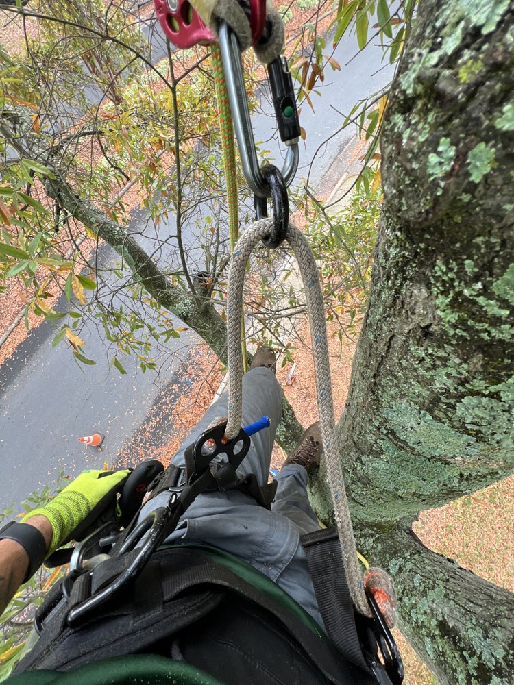 L&O Tree Services - tree service in Charlotte, NC