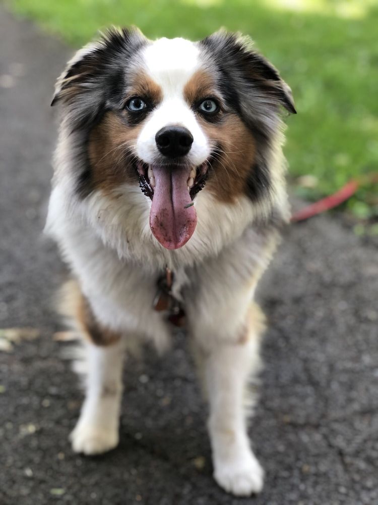 BRITTANY’S DOGGIE STYLE MOBILE PET GROOMING 35 Photos Delmar, New