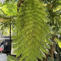 Tamborine Rainforest Skywalk