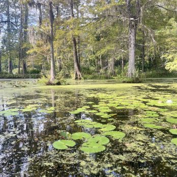 Cypress Gardens - Parks Near Me - Moncks Corner, South Carolina