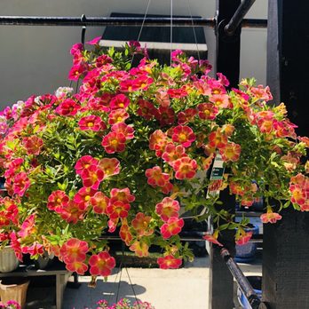 My Secret Garden - Beautiful flowers - Nurseries & Gardening Near Me - Snellville, Georgia