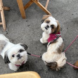 This morning at their favorite. Waiting for their water bowl that has chicken inscribed on it. This morning at their favorite. Waiting for their water bowl that has chicken inscribed on it.