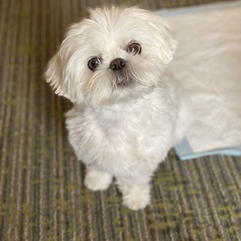 Jan's Gentle Paws - Pet Groomers Near Me - Irvine, California Jan's Gentle Paws - Pet Groomers Near Me - Irvine, California