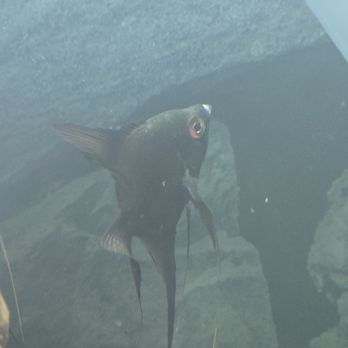 PetSmart - Black angelfish with mouth infection. - Pet Training Near Me - Columbia, South Carolina