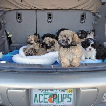 Ace of Pups - On the way home from the vets office. - Pet Breeders Near Me - Beverly Hills, Florida Ace of Pups - On the way home from the vets office. - Pet Breeders Near Me - Beverly Hills, Florida