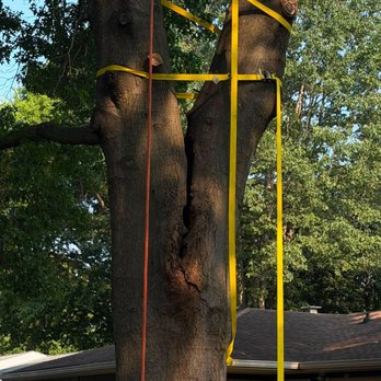 Stewart's Tree and Stump Removal - Tree Services Near Me Stewart's Tree and Stump Removal - Tree Services Near Me