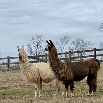 Divine Llama Vineyard - Wineries Near Me - East Bend, North Carolina