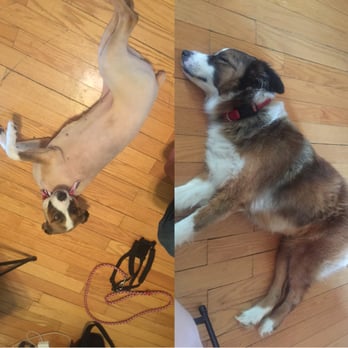 Doggie Day Spa - Doggie Day Spa did this awful shaved job.My poor baby is naked I did not ask for this to be that short I said no skin showing. - Pet Groomers Near Me - Copperas Cove, Texas
