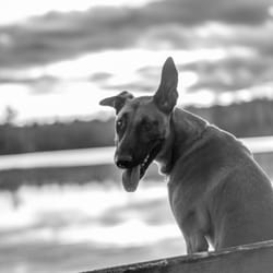 Focused Dog Training