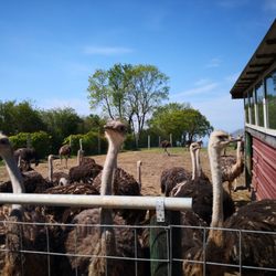 Straußenfarm Ostseeblick