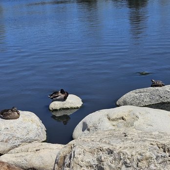 William R. Mason Regional Park - Many ducks and turtles here - Parks Near Me - Irvine, California William R. Mason Regional Park - Many ducks and turtles here - Parks Near Me - Irvine, California