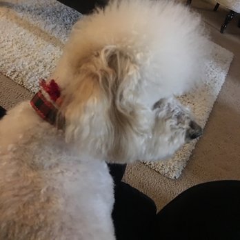 Superior Pet Grooming - Side view of his Mohawk... - Pet Groomers Near Me - Sacramento, California
