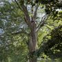 Chris K's Tree Service