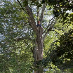 Chris K's Tree Service