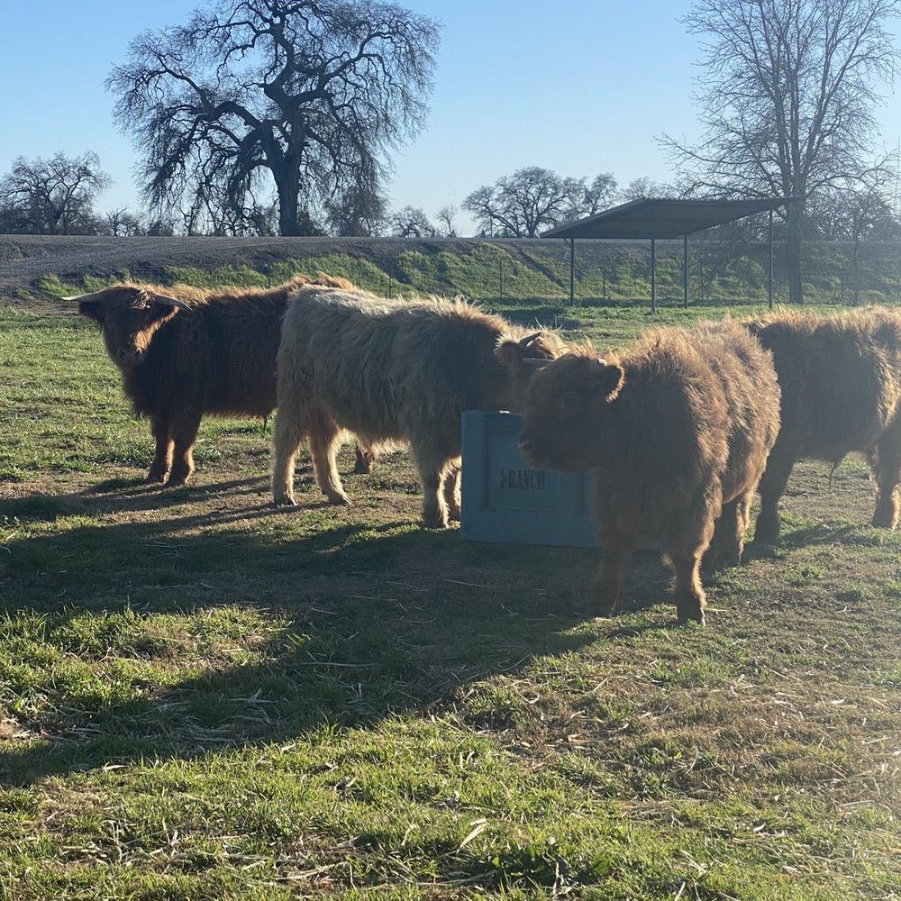 C Bar C Ranch - a herd of cows in a field - Meat Shops Near Me - Rio Linda, California C Bar C Ranch - a herd of cows in a field - Meat Shops Near Me - Rio Linda, California